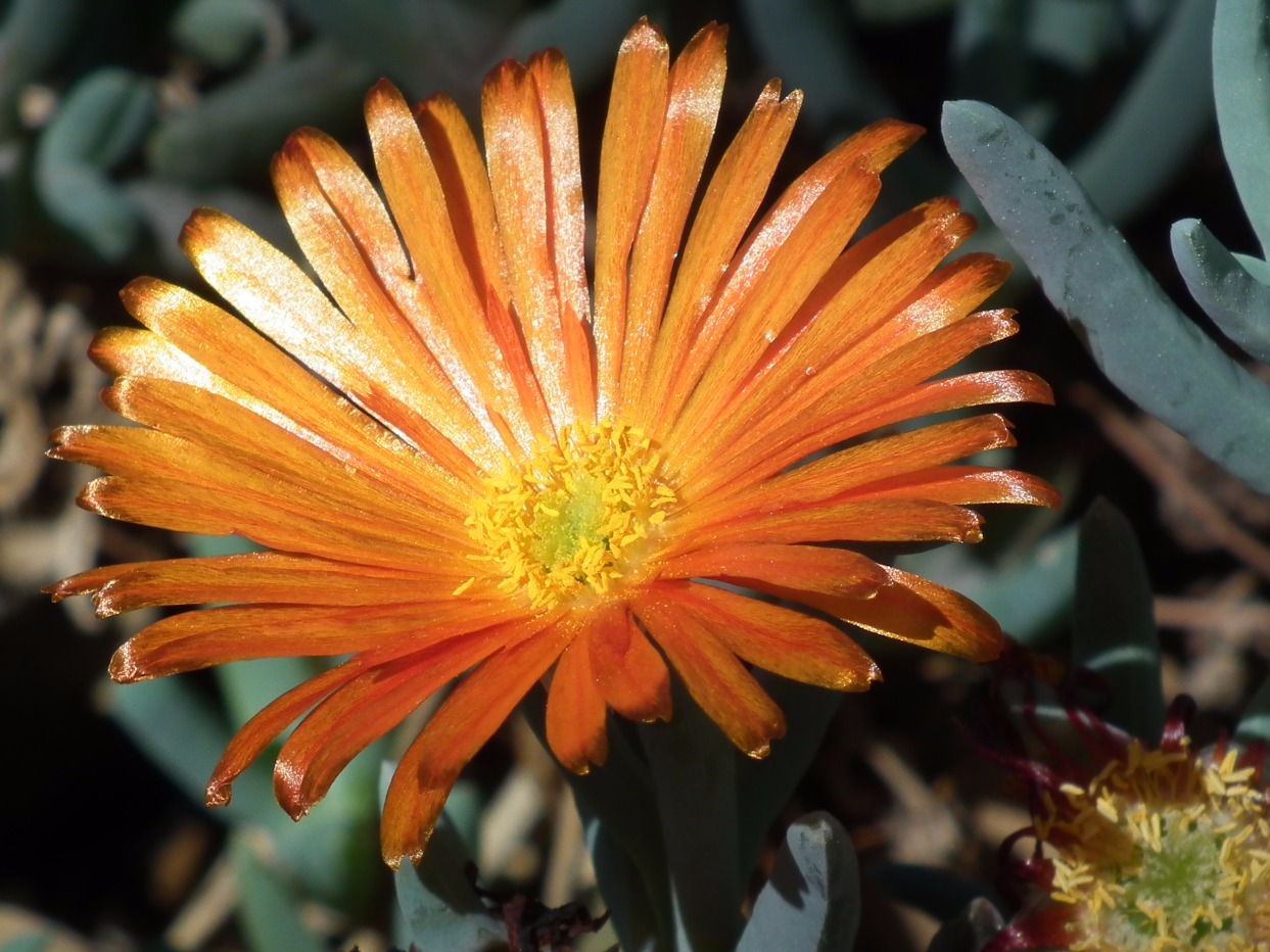 Pig Face Orange Flower - Flowers, Flower | Green | Plant | Orange | Face | Pig | Succulent