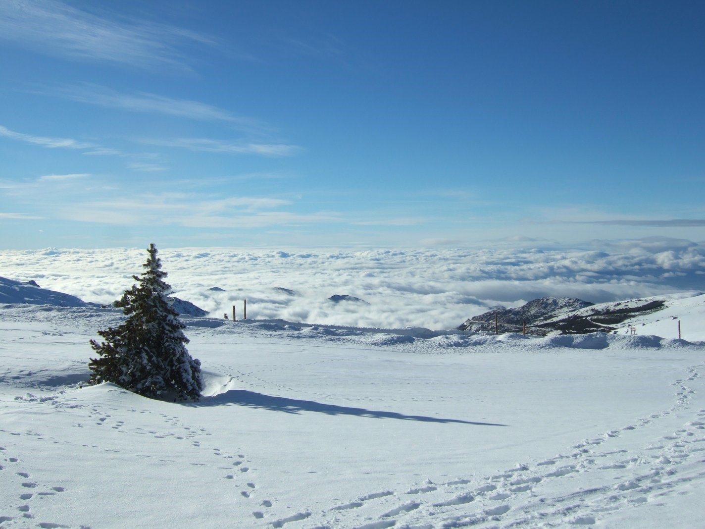 Lonesome Pine