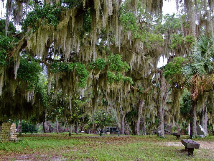 Spanish Moss