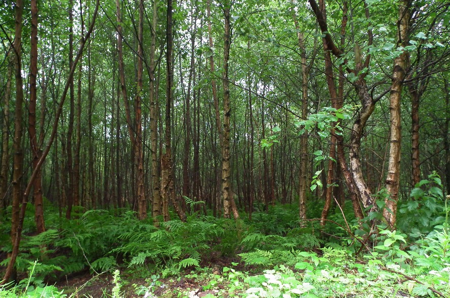 Green Forest