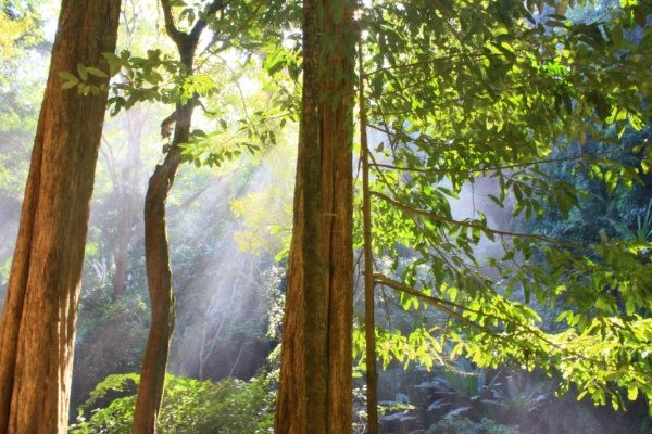 Diffused Sunlight