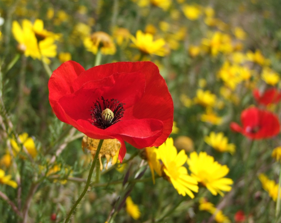 Countryside Flowers