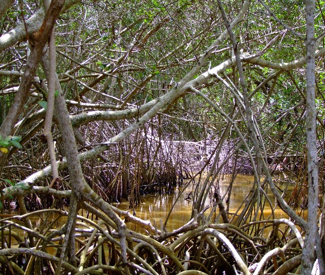 Mangrove Swamps