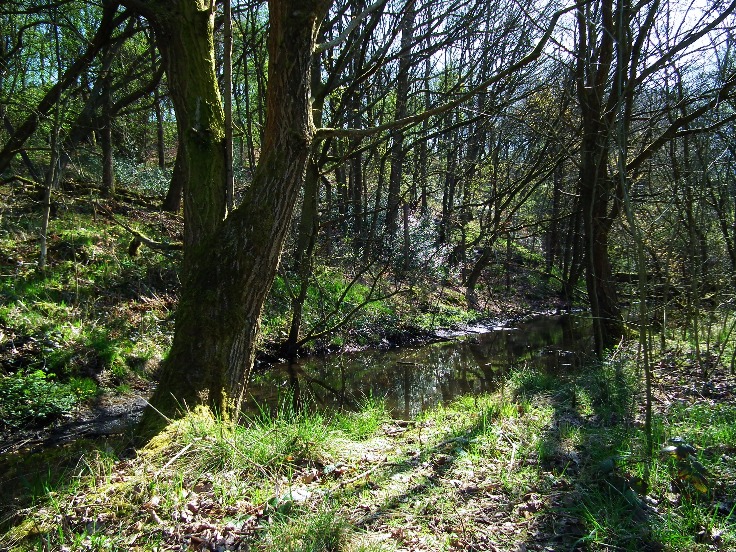 Woodland Walk