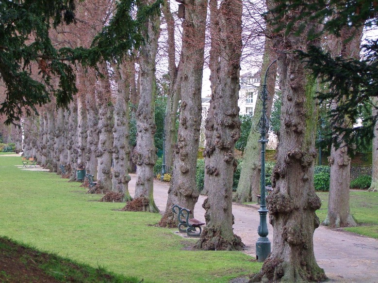 Pimply Tree Pathway
