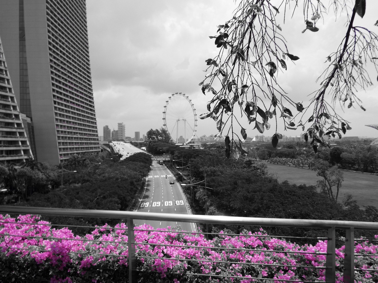 Blooms In Pink