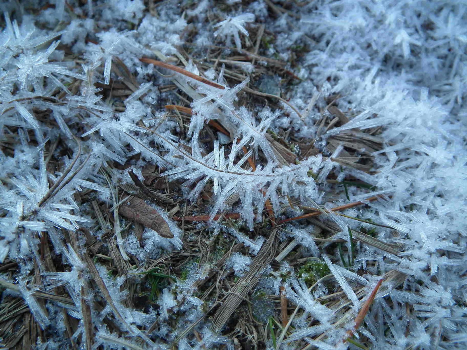 Frosty Morning