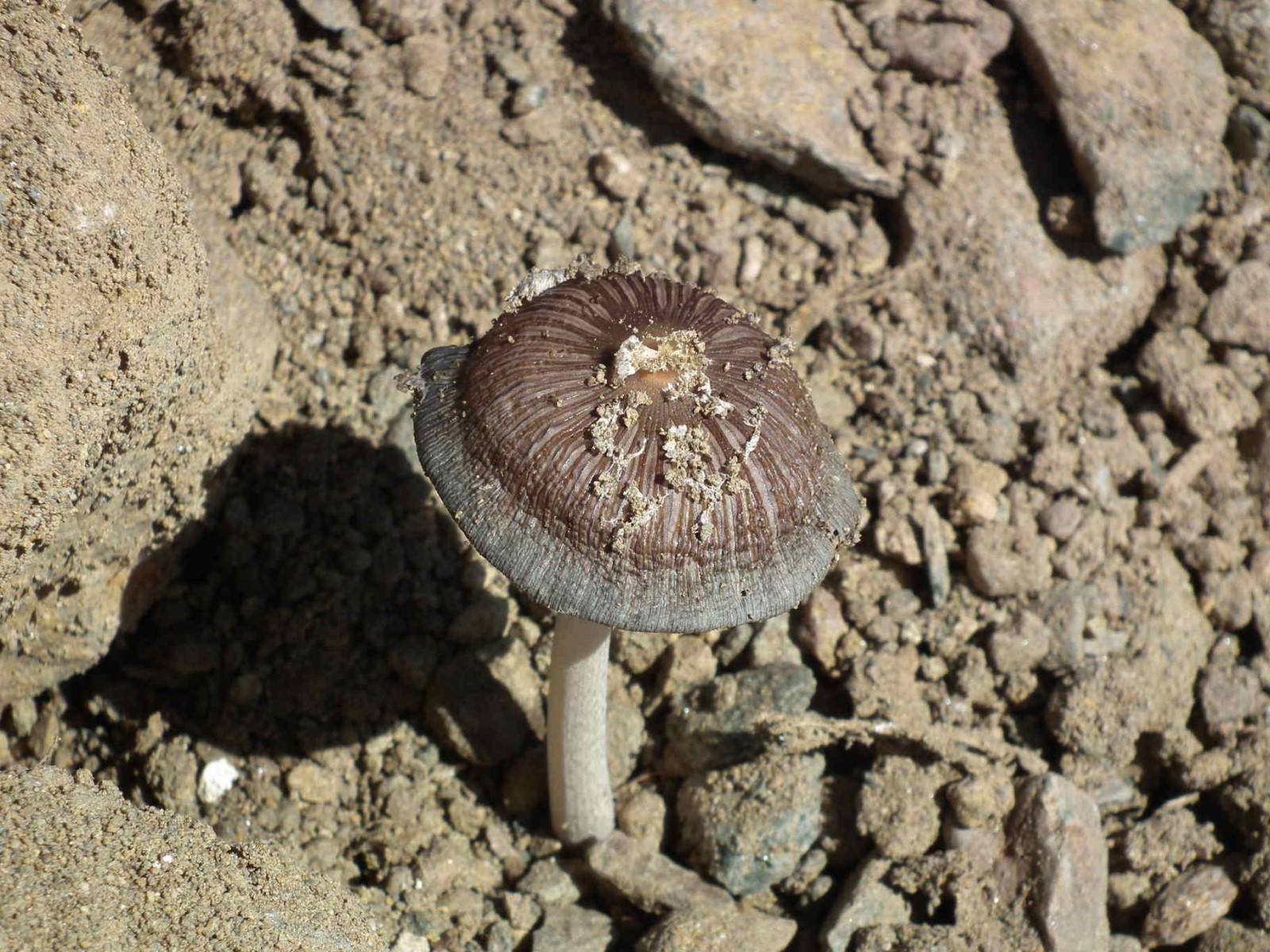 Fungus