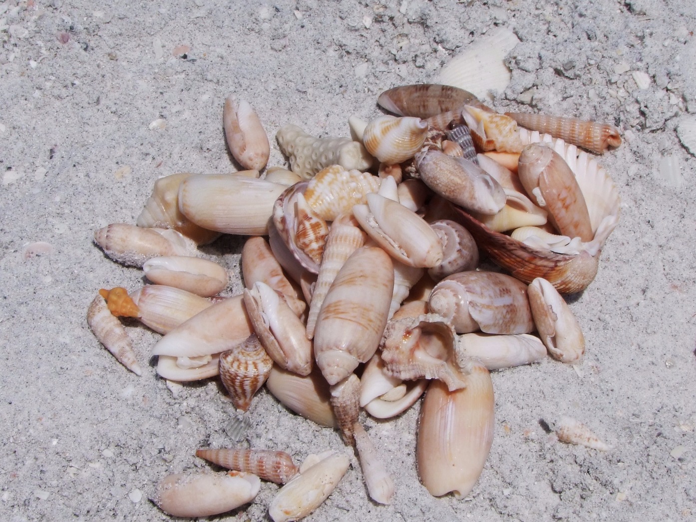 Sea Shells