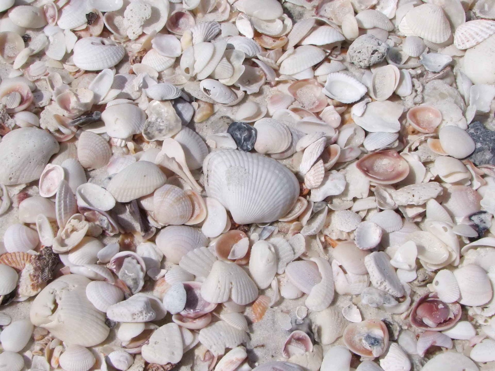 Seashells