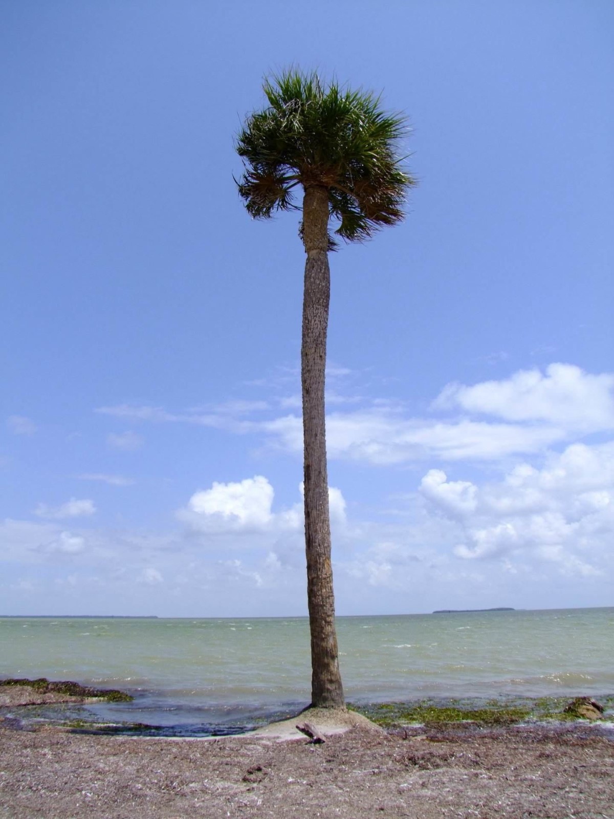 Mexican Fan Palm