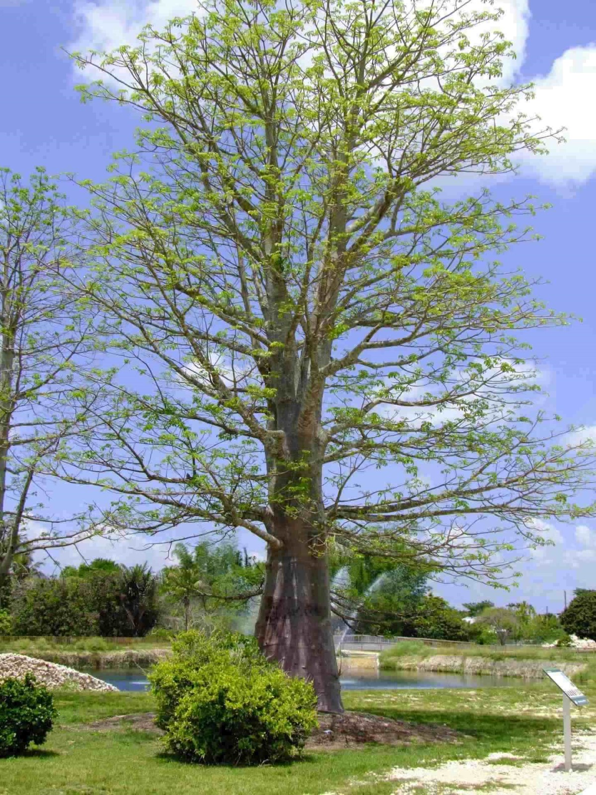 Stunning Tree