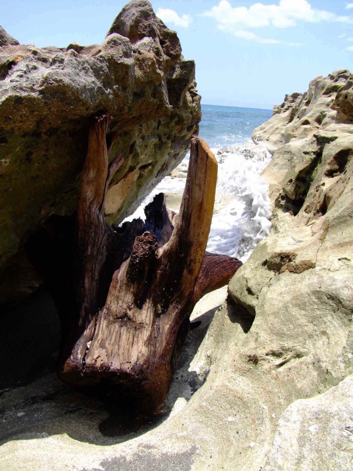 Driftwood