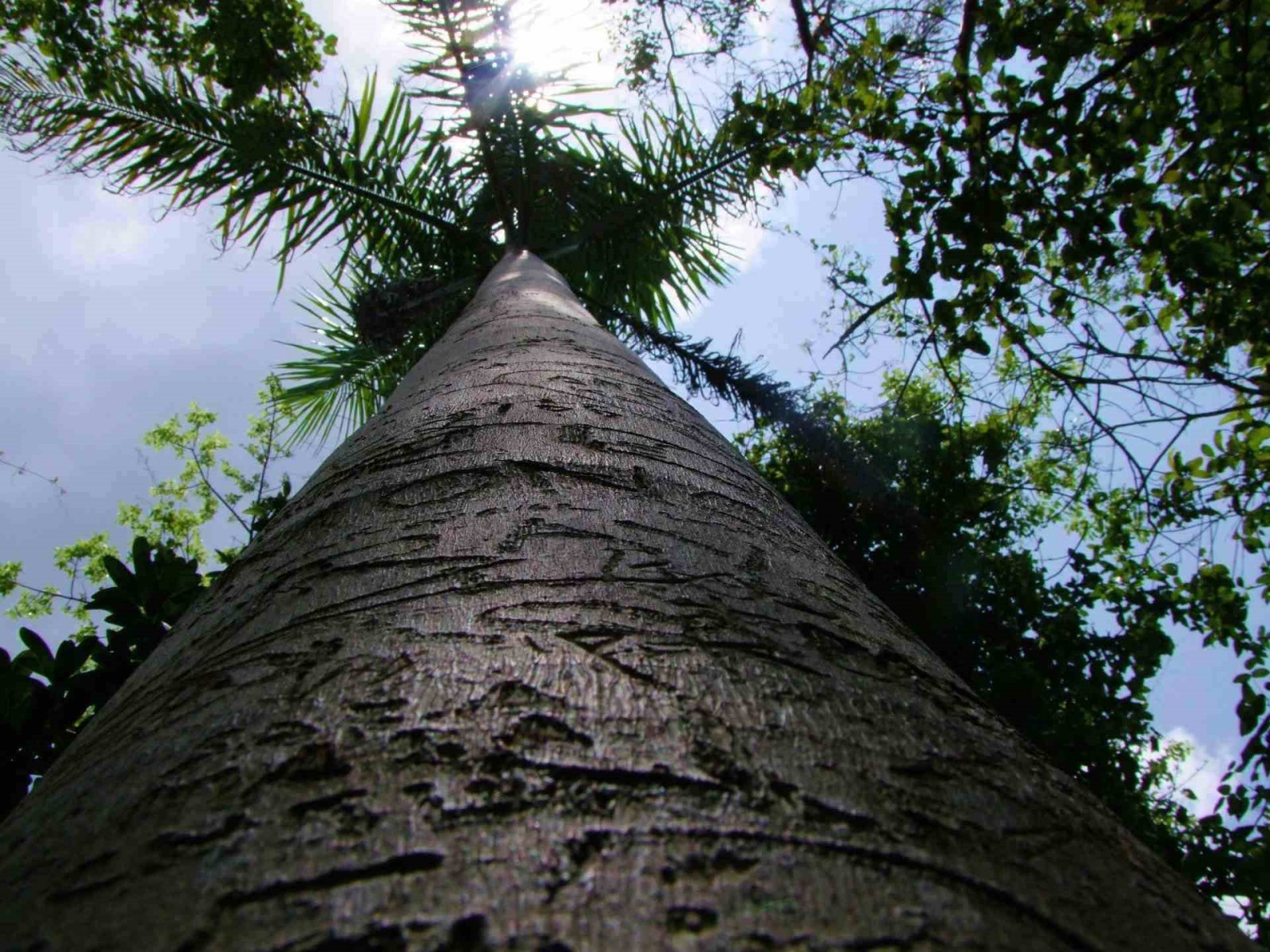 Tall Trunk