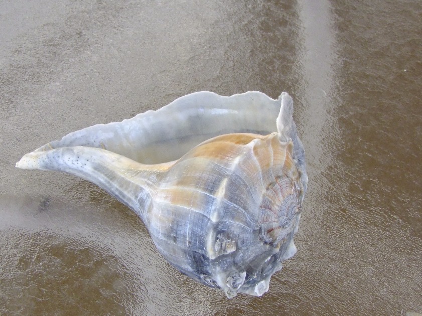 Lightning Whelk