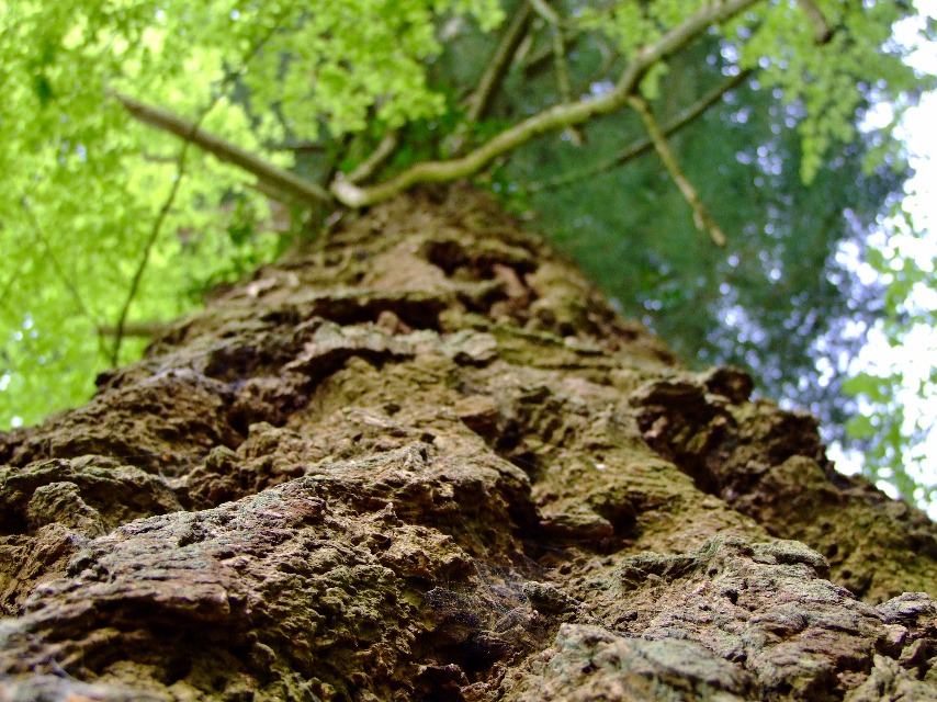 Redwood Tree