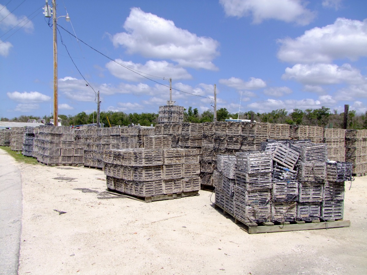 Stone Crabs Traps