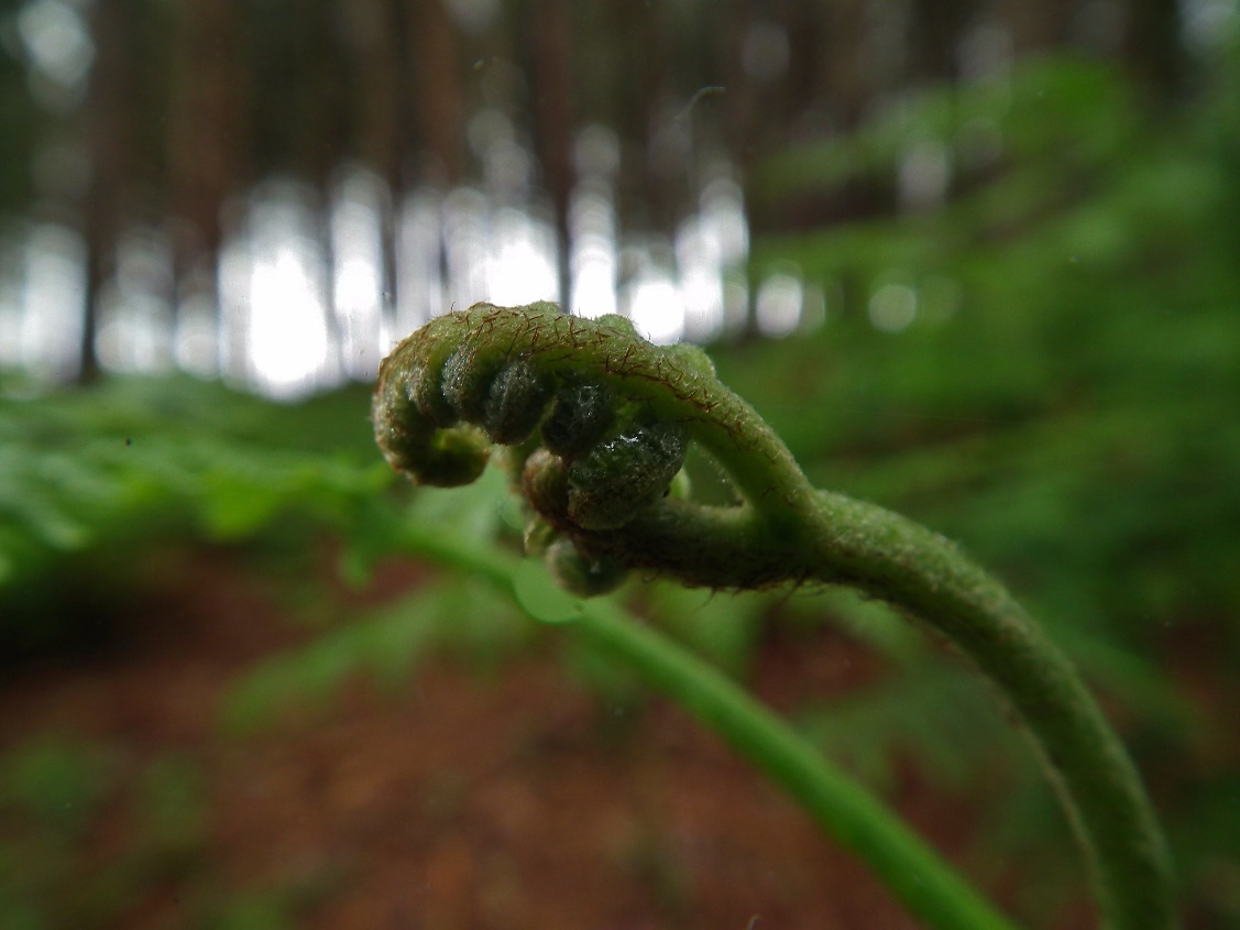 Fern