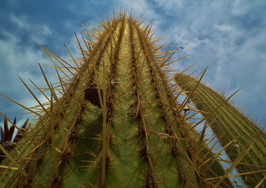 Cactus