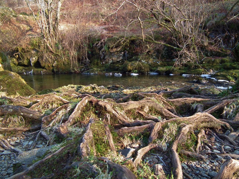 Surface Tree Roots