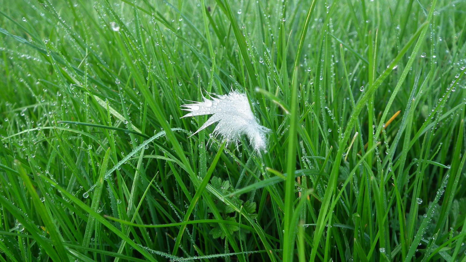 Free Feather