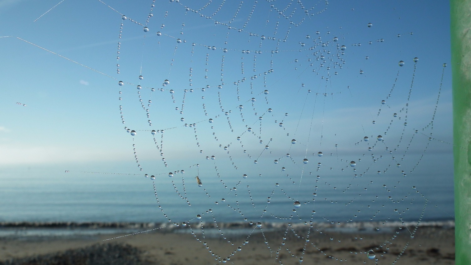 Spiders web