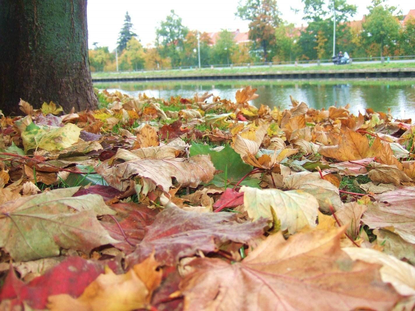 Autumn Leaves