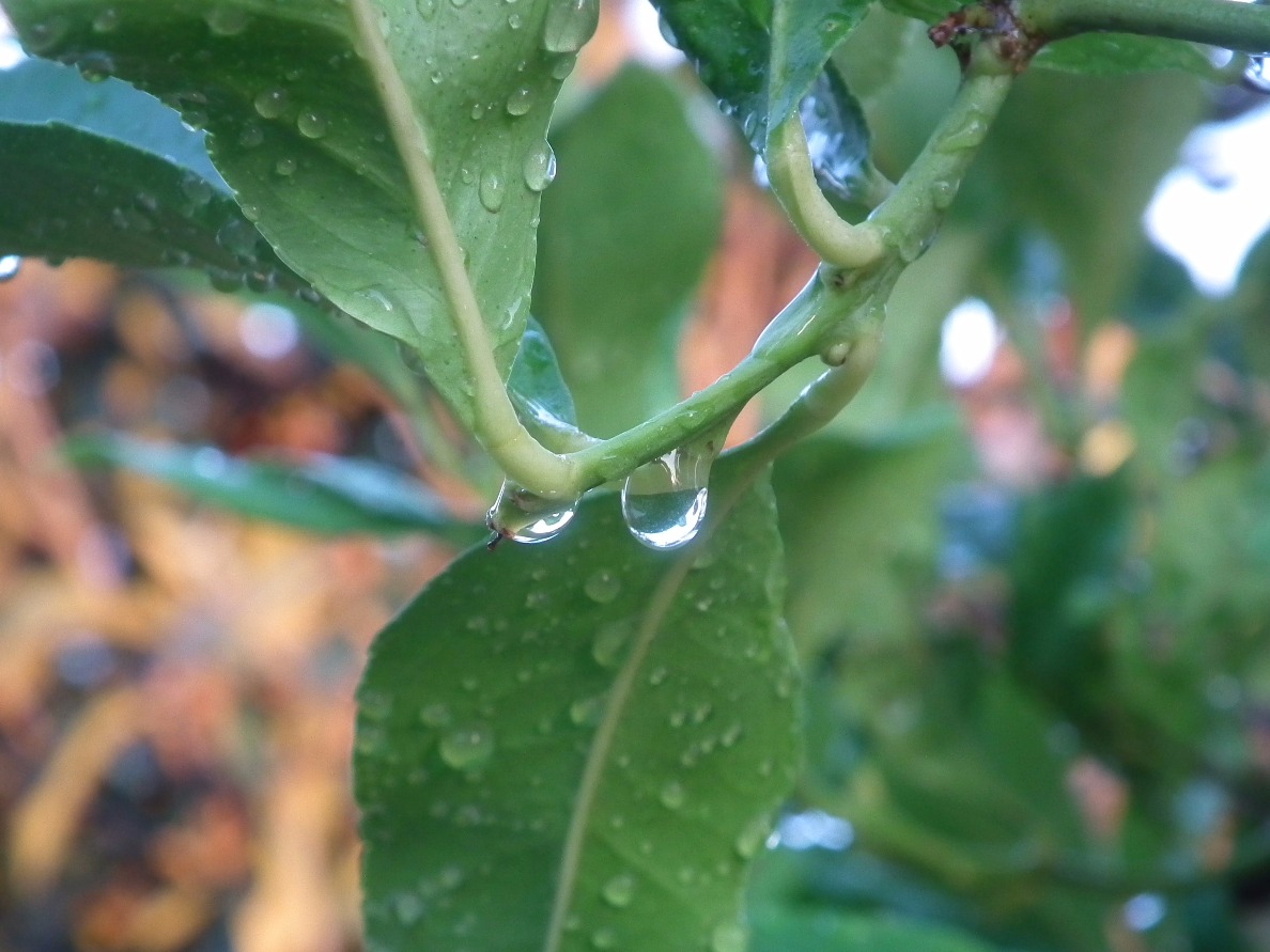 Raindrops