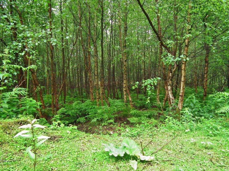 Summer In The Forest