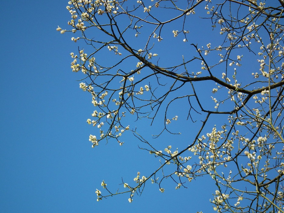 First Signs Of Spring