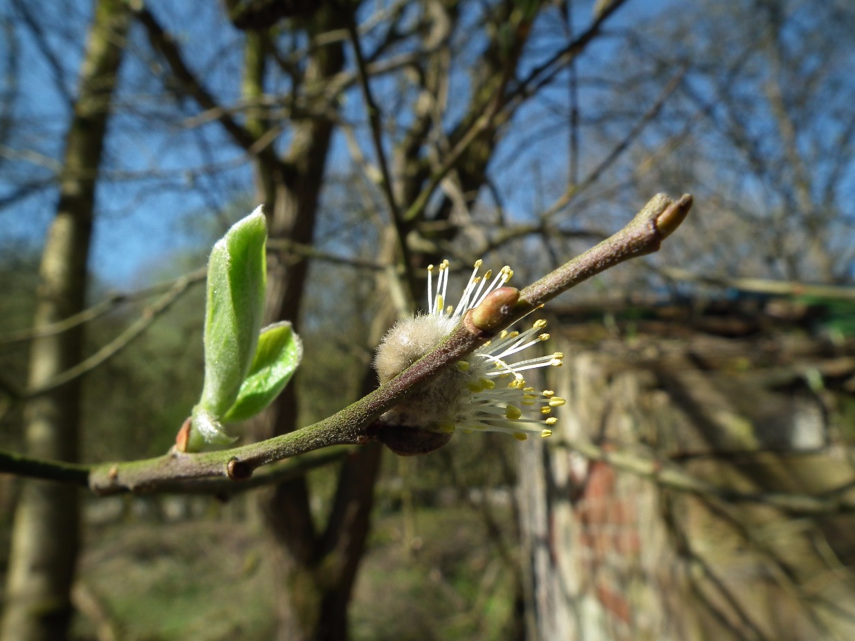 Tree Buds