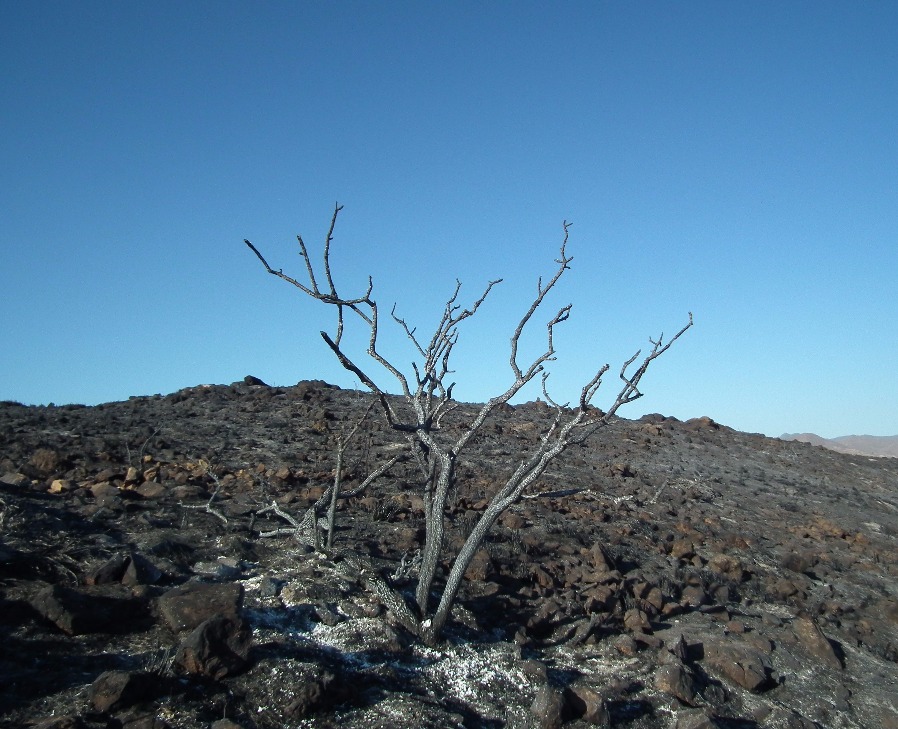Summer Scorched