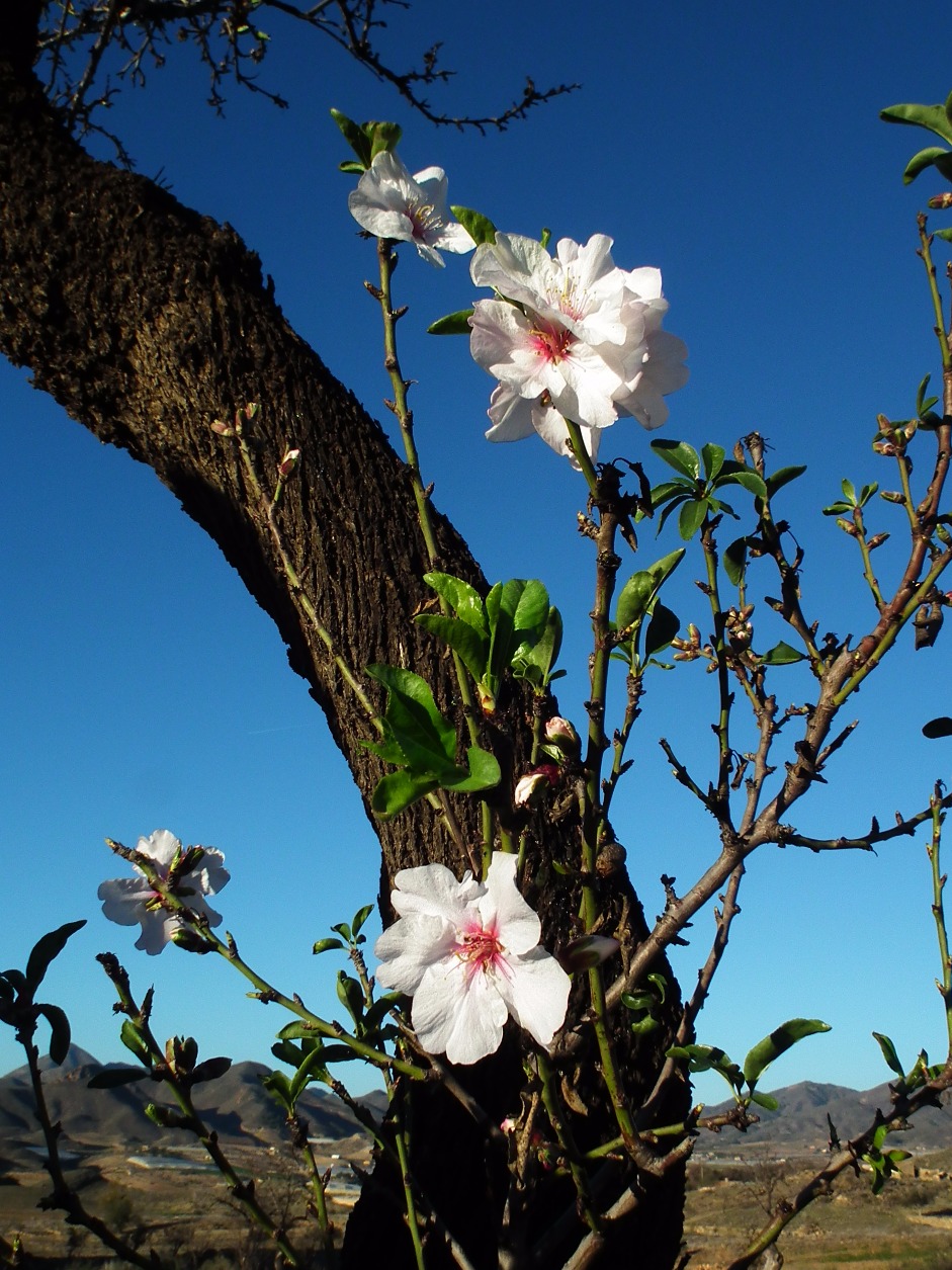 Winter Sweet Blossom 