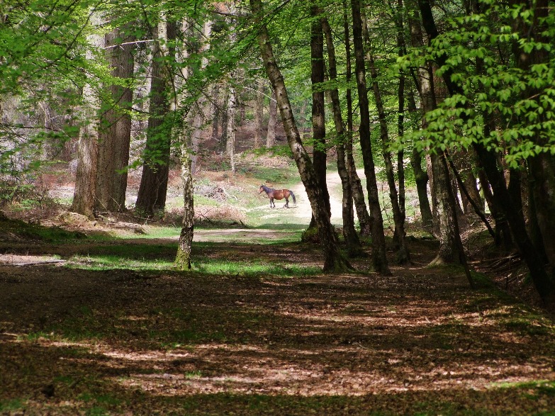 New Forest