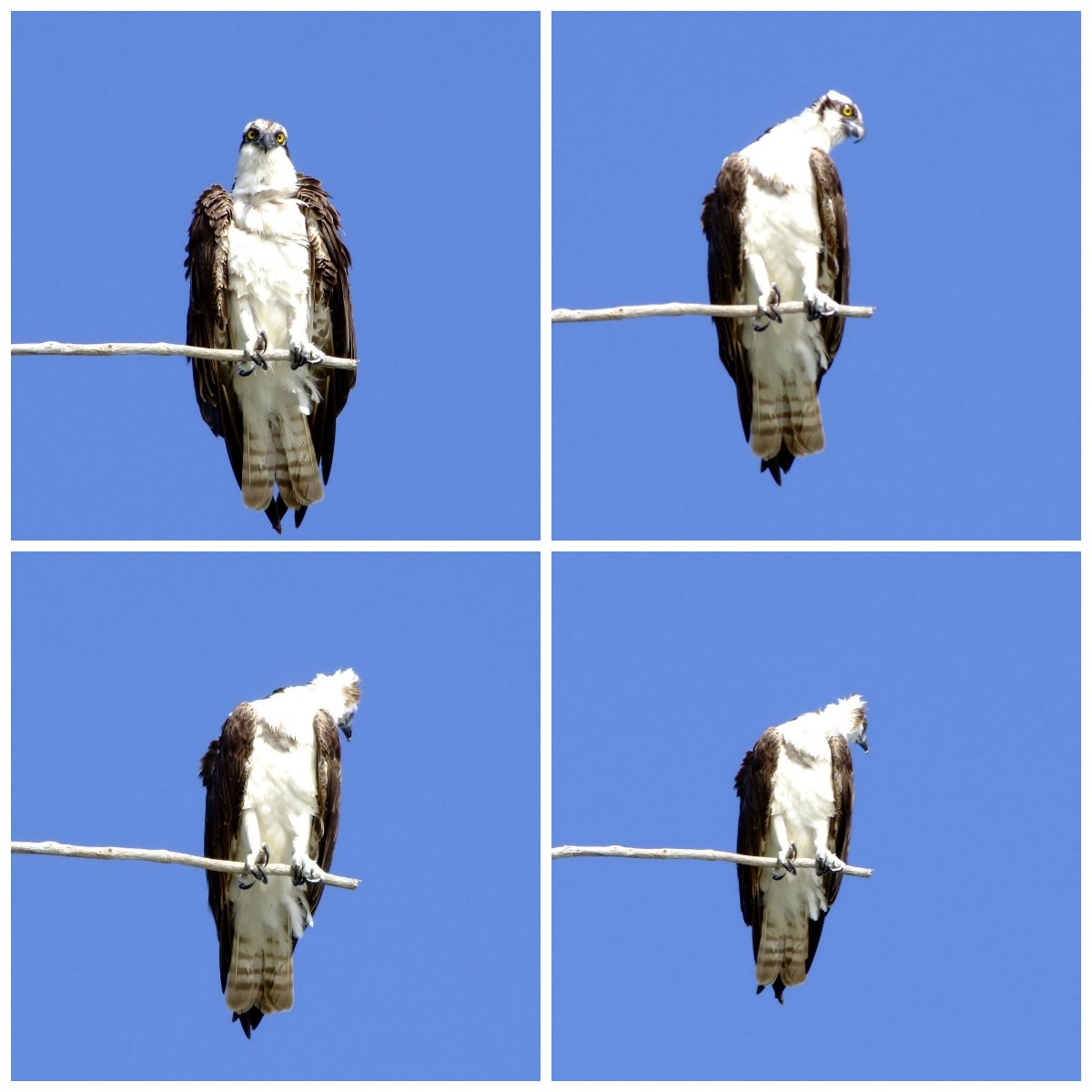 Hawk eye Osprey
