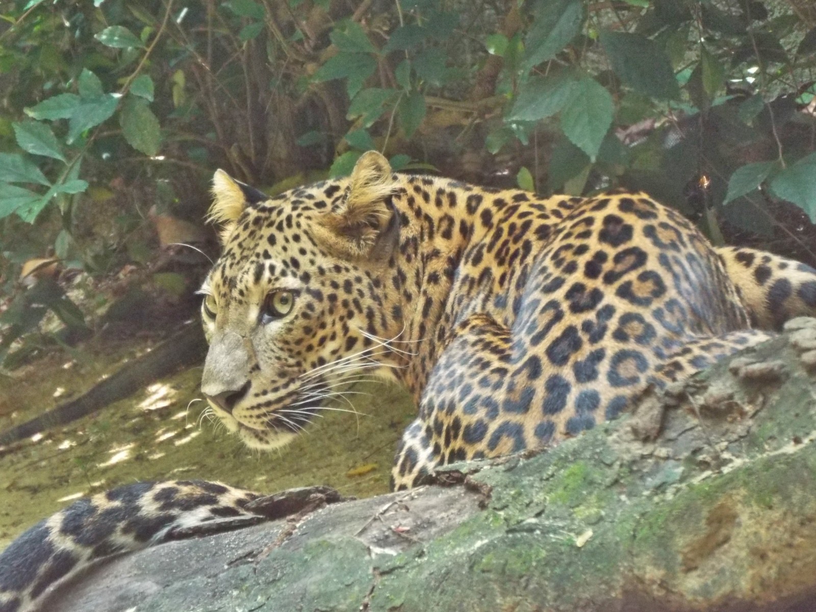 Alert leopard