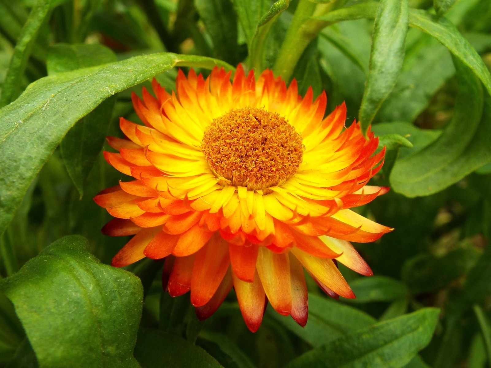 Orange daisy flower