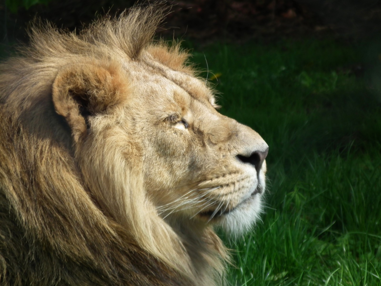 Sleeping lion