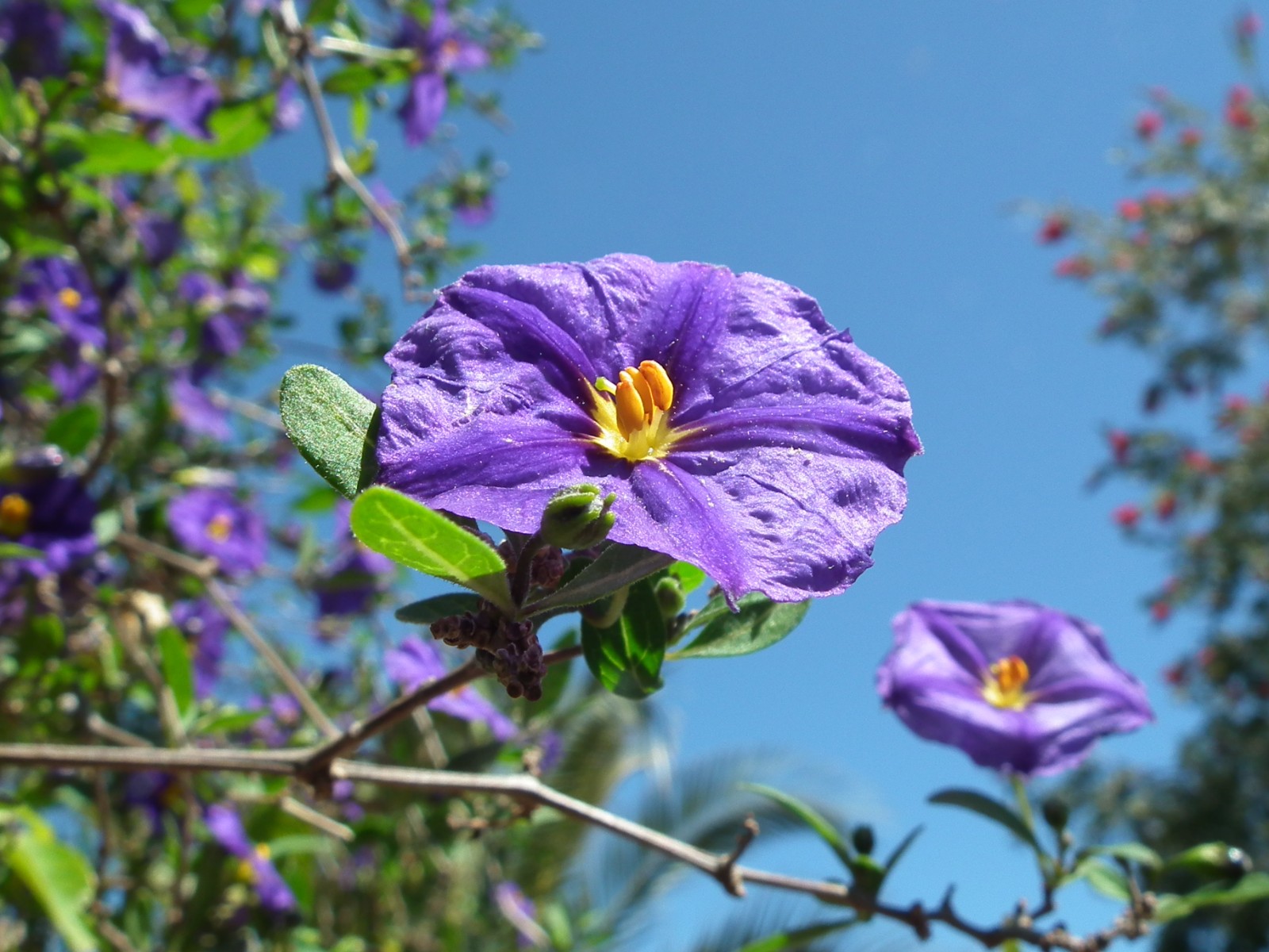 Paraguay nightshade flower