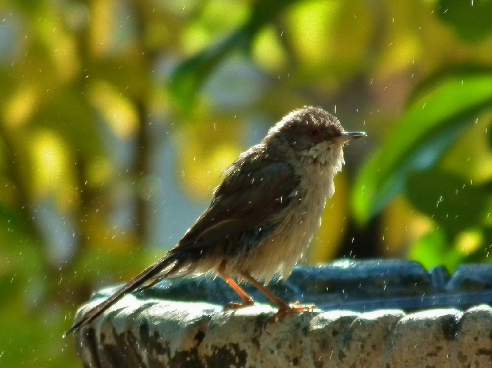 Refreshing wash