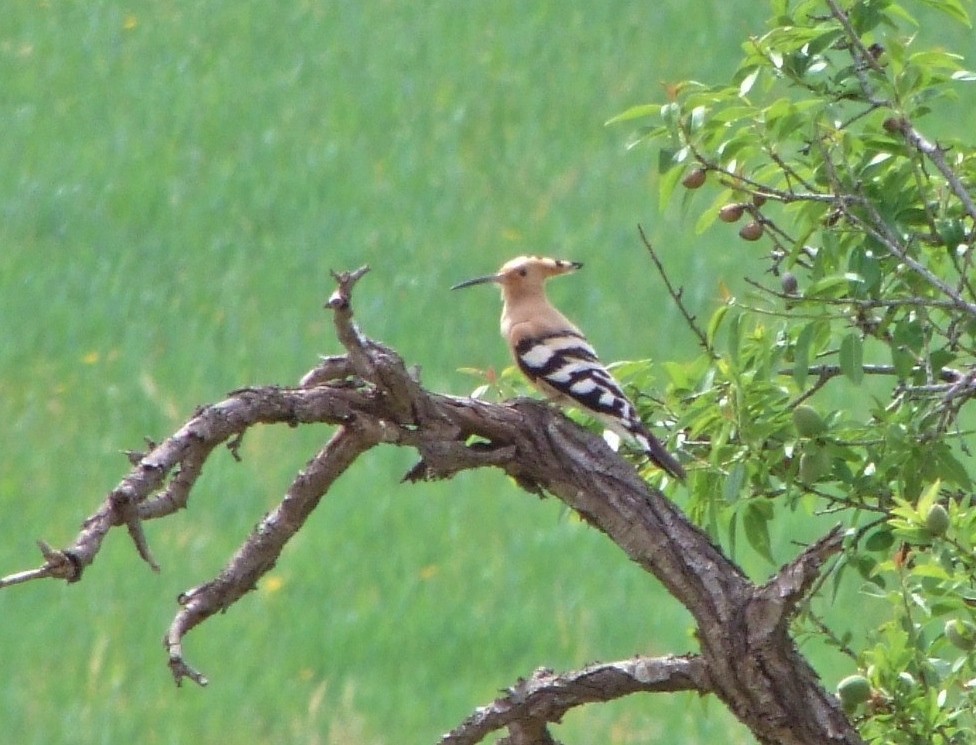 Hoopoe