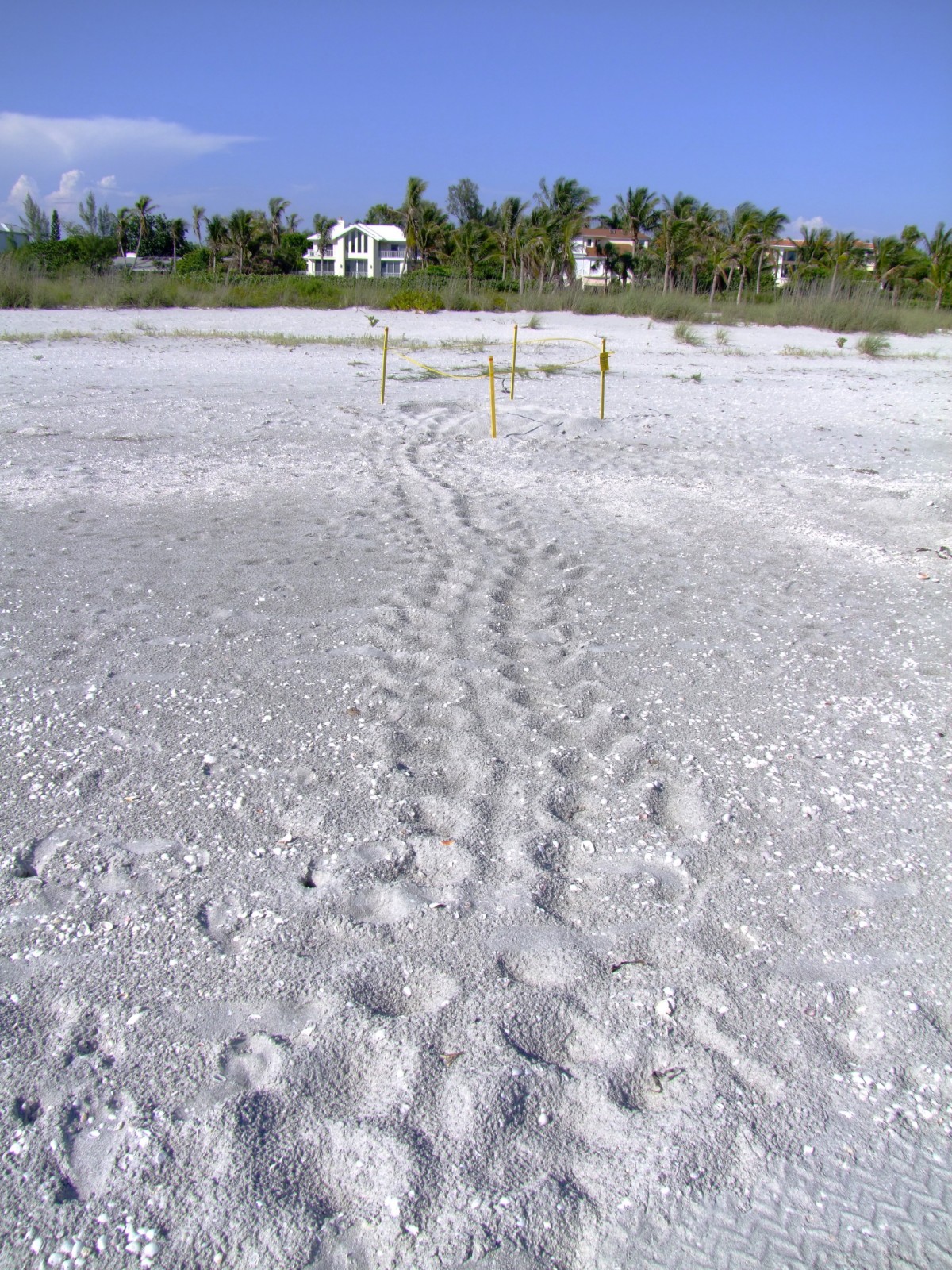 Sea turtle nest