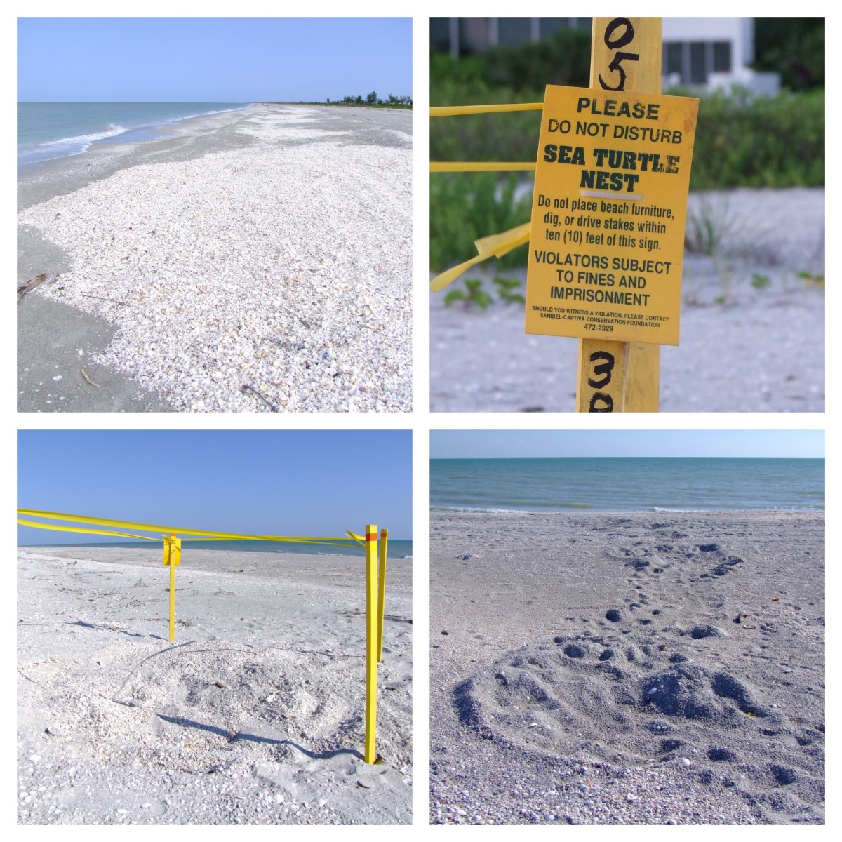 Protection zone of sea turtle