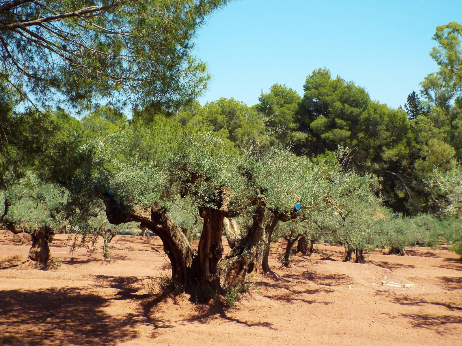 Olive groves