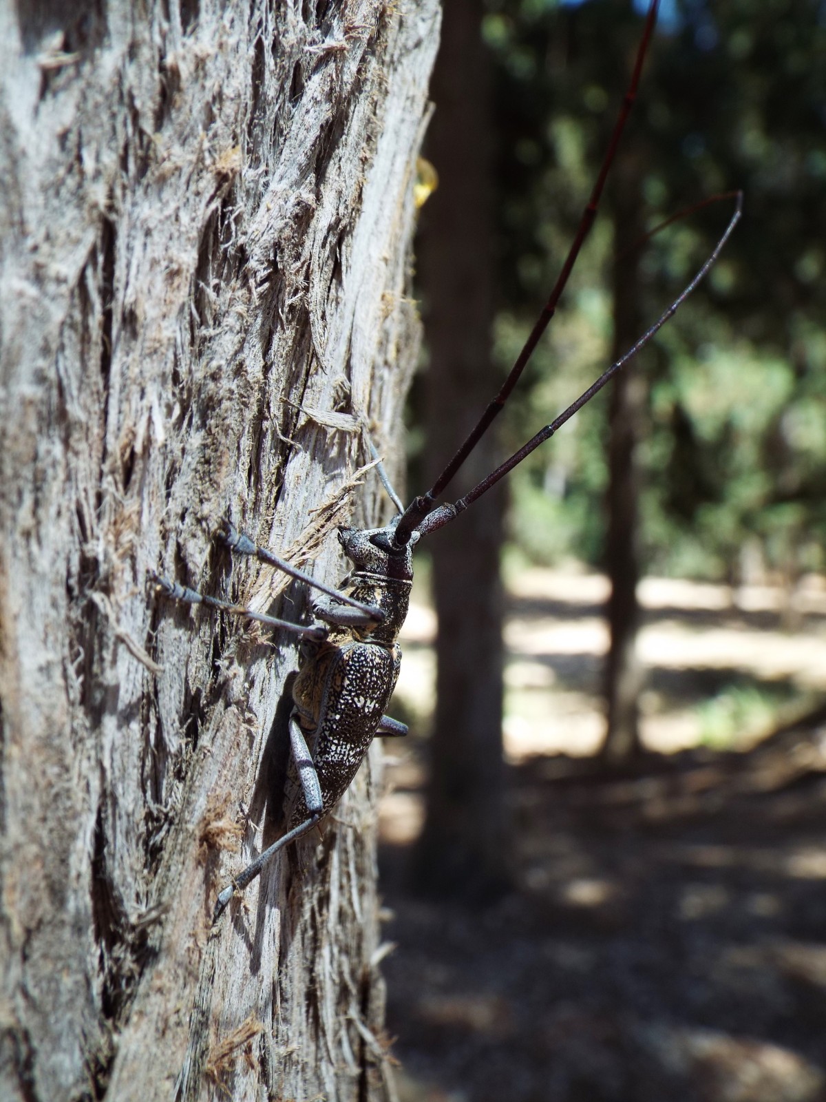 Long horn band wing  grasshopper