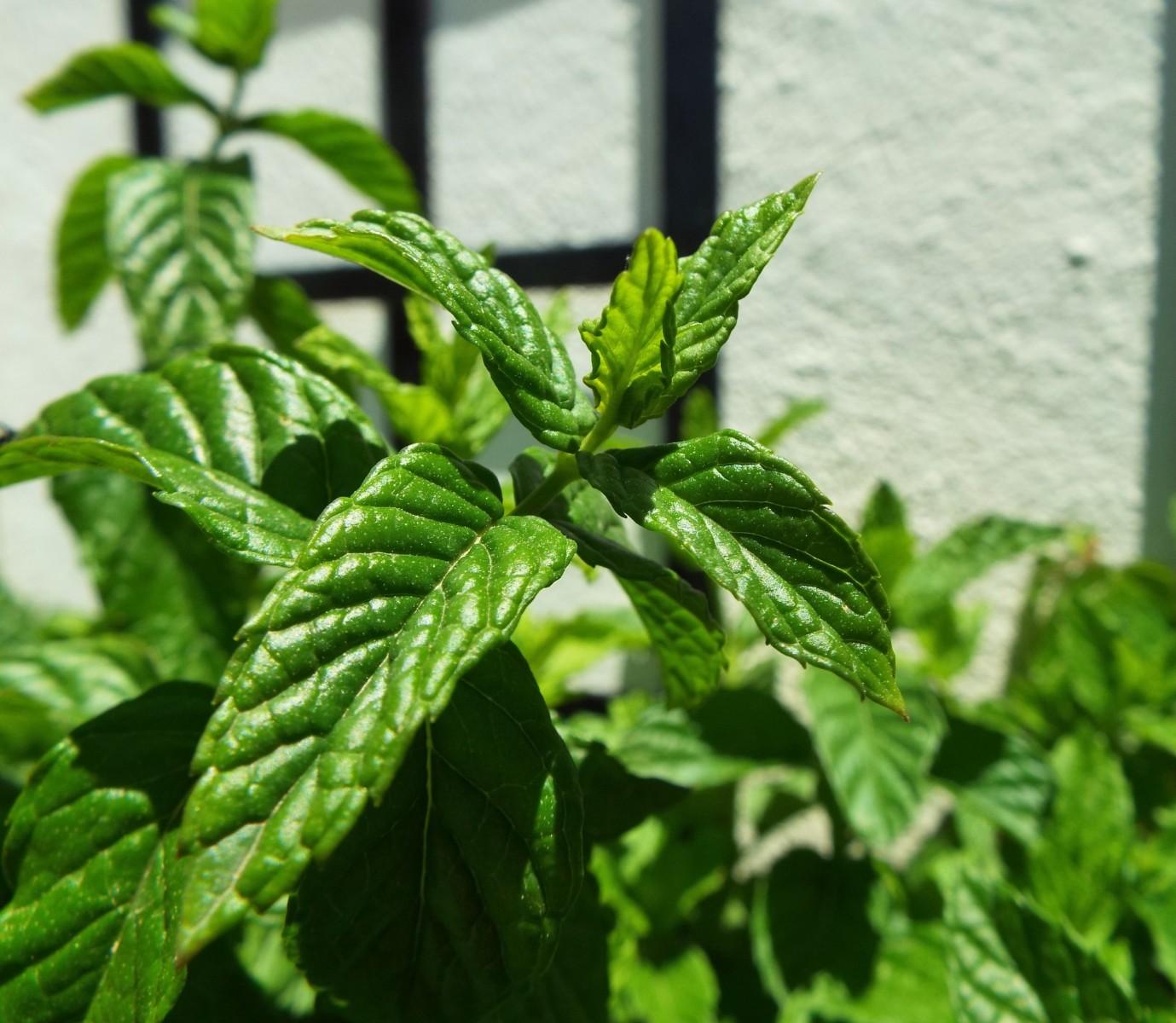 Fresh mint leaves