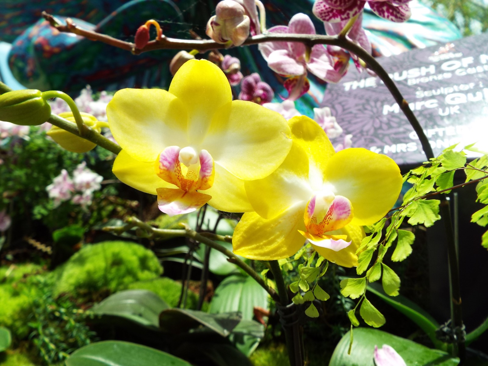 Yellow orchid flowers