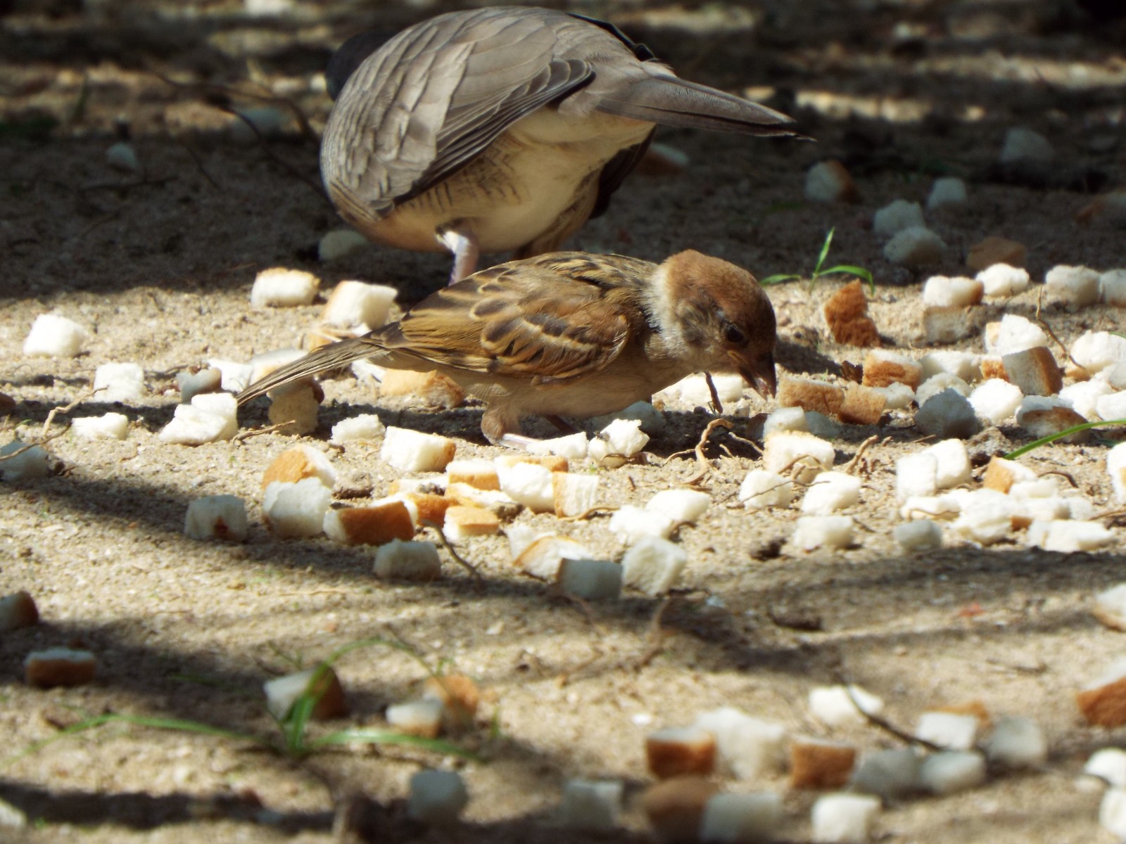 Sharing the crumbs
