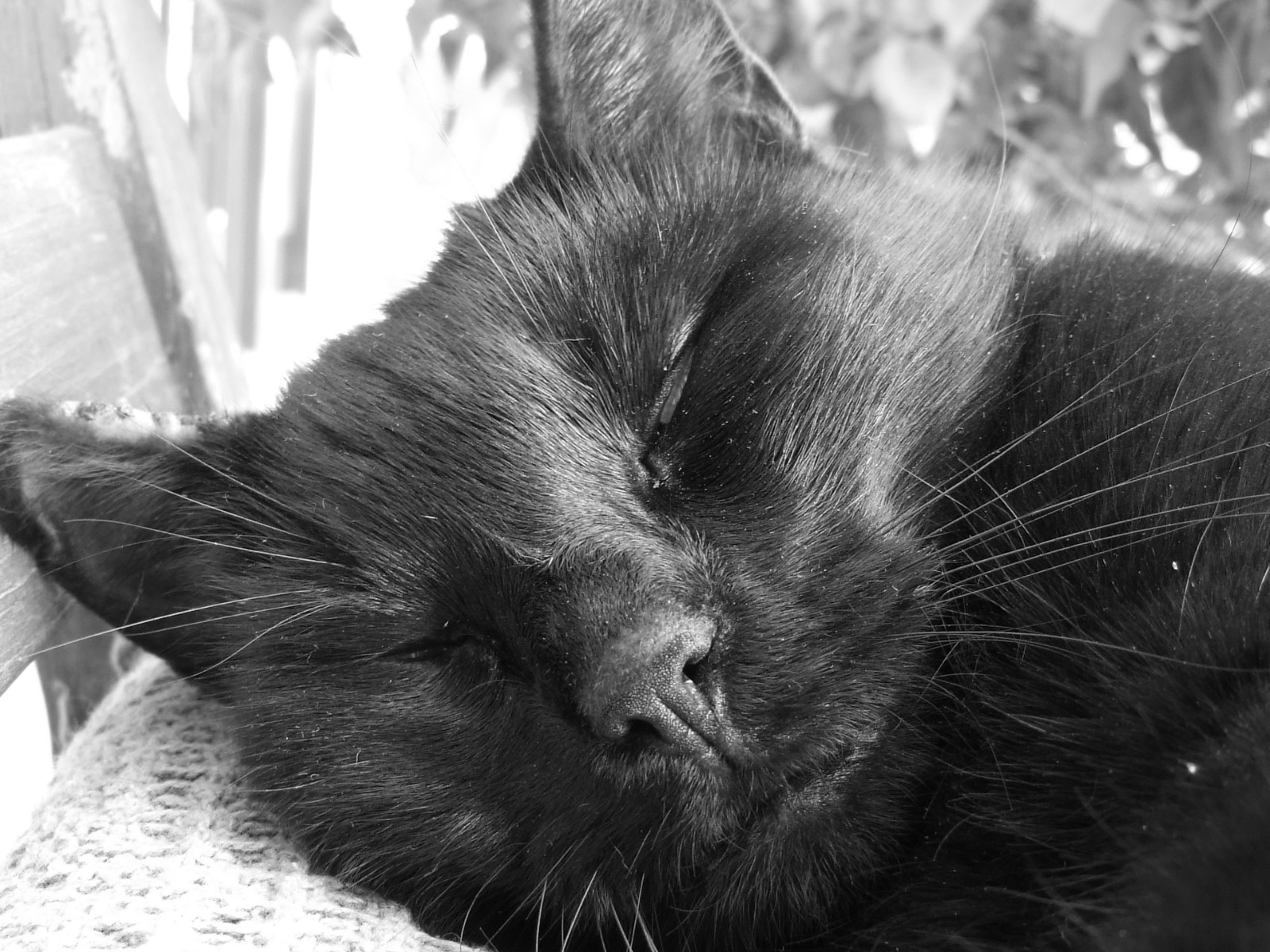 Sleeping peacefully