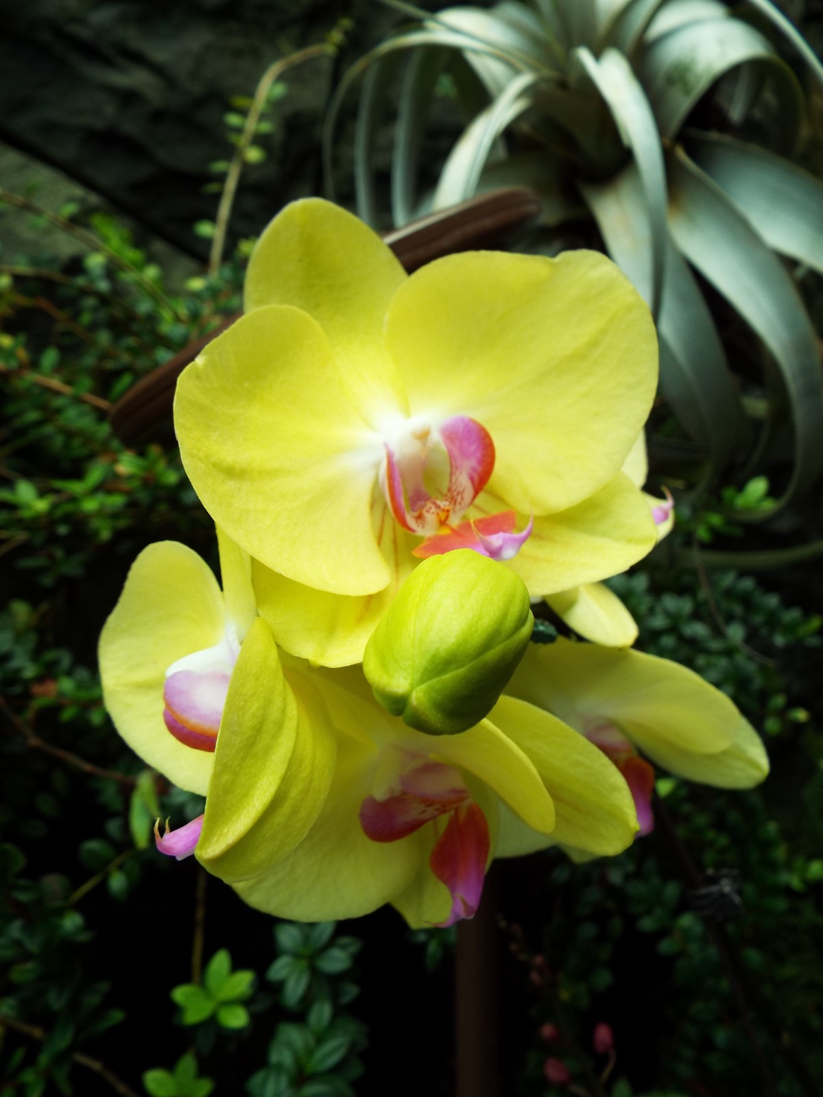 Beautiful orchid